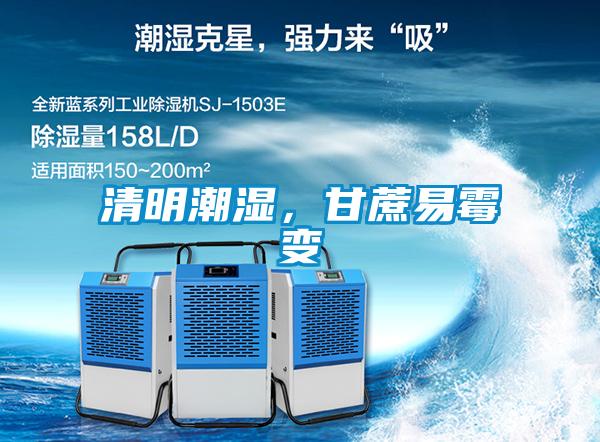 清明潮濕，甘蔗易霉變